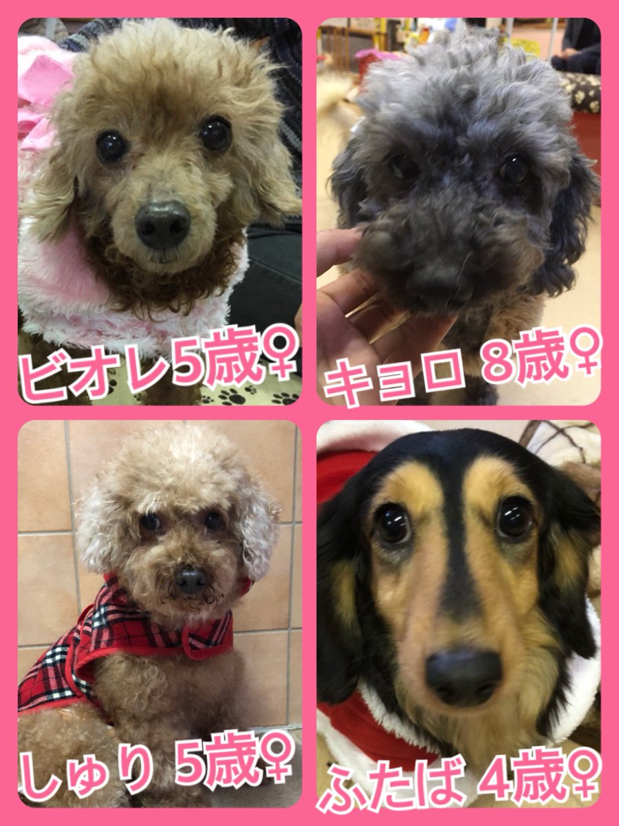 🎄今月はクリスマスミラクル月間✨今日の里親様募集中ワンコ🐶メンバーです🐾2018,12,23